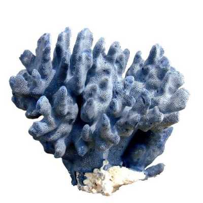 海里像花一样的石头叫什么名？长得像珊瑚一样海底植物