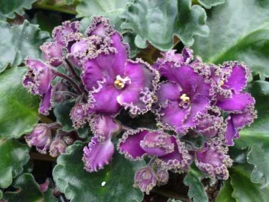 冬季耐寒开紫红色小花有哪些？没有叶子开紫色花的植物