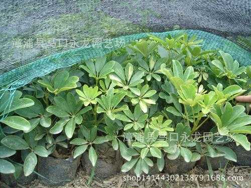 怎么描写小鸭子的脚掌?鸭脚掌植物图片及名称大全-图3 怎么描写小鸭子的脚掌?鸭脚掌植物图片及名称大全-图3