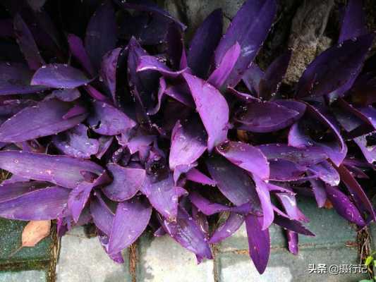 竹子叶，紫色的杆是什么植物？竹子叶子植物图片及名称-图3