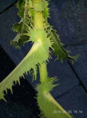 类似荷叶有刺的植物叫什么？圆叶有刺的植物图片-图3