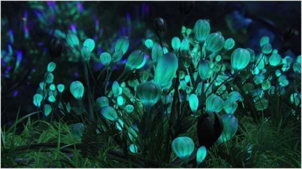 植物经得住紫外灯照射吗？能分泌杀菌素的植物有哪些