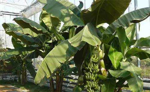 香蕉生根最新方法？吸芽分株法适用的植物
