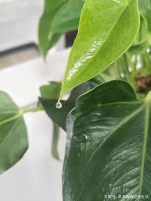 盆栽植物叶子上总有水滴是怎么回事？叶子的小盆栽植物图片