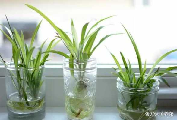 最适合卧室水养的十大植物？卧室里适合养的水培植物-图3
