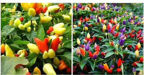 五彩辣椒怎么种植方法？五色花叶是不是光照植物