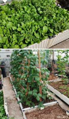 楼顶小菜园用什么砌最好？什么植物土壤通透性高的-图1