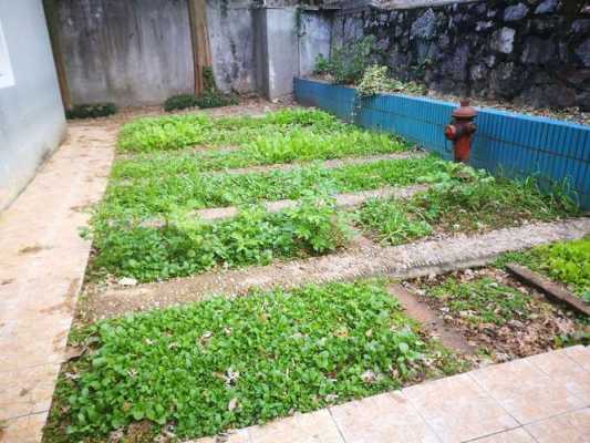 楼顶小菜园用什么砌最好？什么植物土壤通透性高的-图3