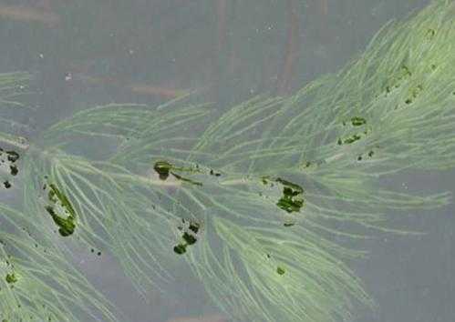 金鱼藻的生长方式？金鱼藻是不开花植物吗-图2