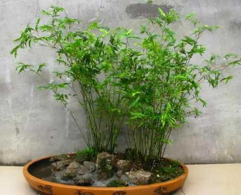 这种植物名字叫什么，长得有点像竹子的小盆栽？像竹叶一样的植物盆景-图3