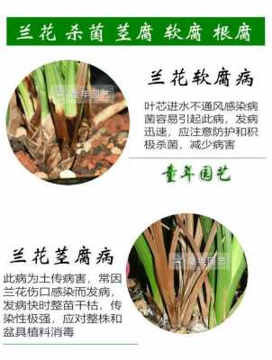 兰花杀菌之后多久可以浇水(兰花杀菌药)-图1 兰花杀菌之后多久可以浇水(兰花杀菌药)-图1