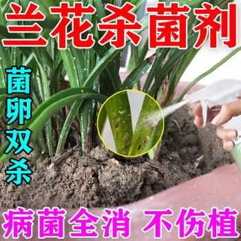 兰花杀菌之后多久可以浇水(兰花杀菌药)-图3 兰花杀菌之后多久可以浇水(兰花杀菌药)-图3