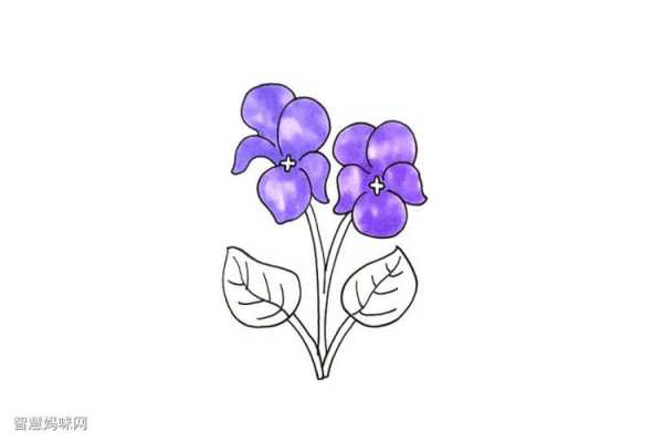 紫罗兰花图片（紫罗兰花图片简笔画）