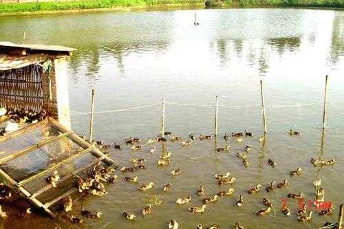 在水里养鸭子好吗？鸭子一直放在池塘里可以吗？养鸭子的鱼塘适合放植物吗