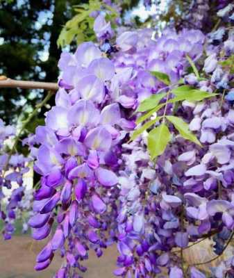 邛海紫藤萝花期？4月开紫色的小花的植物-图3