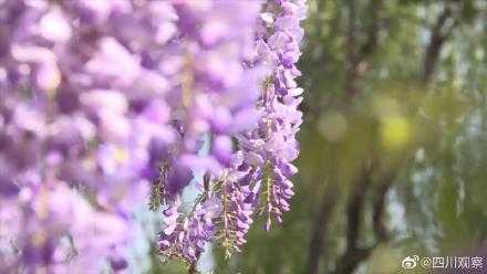 邛海紫藤萝花期？4月开紫色的小花的植物-图2