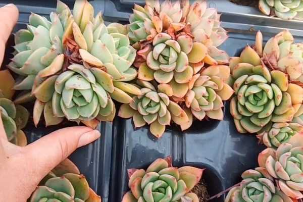 多肉艾丽卡容易爆崽吗？多肉植物养多久能爆仔