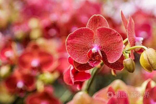 蝴蝶兰花上有红色虫子（蝴蝶兰花上有红色虫子怎么回事）