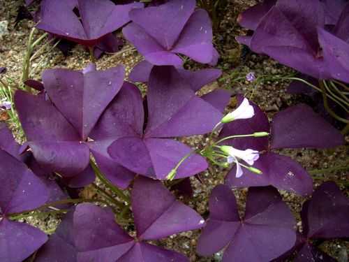 公园常见的一种紫色小叶子的植物叫什么？紫红色的叶子植物叫什么-图1