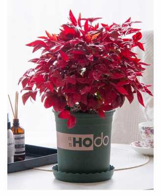 绿色植物像树一样上面还有红色的花,那个植物叫什么名字啊？花盆栽植物图片及名称