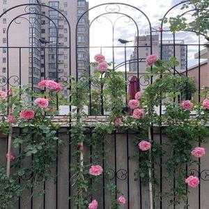 爬满庭院围墙的四季常开的花？露台花架种爬藤植物违法吗-图3