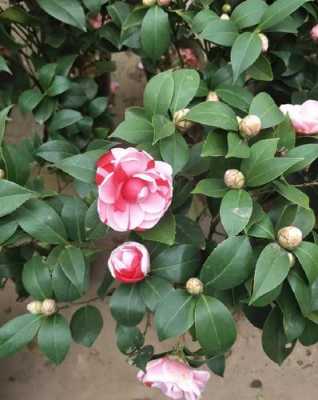 为什么茶花会在夏天开花？贵州四季蜜源植物图片-图2