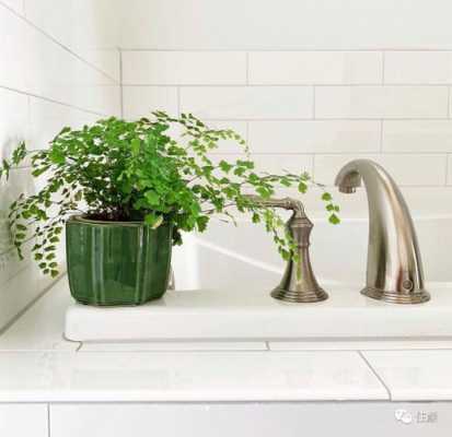 洗手间适合放什么植物，风水？厨房卫生间适合养什么植物-图1