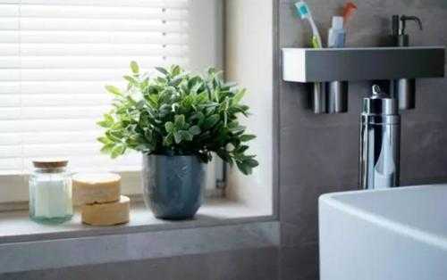 洗手间适合放什么植物，风水？厨房卫生间适合养什么植物-图2
