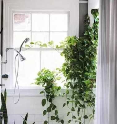 洗手间适合放什么植物，风水？厨房卫生间适合养什么植物-图3