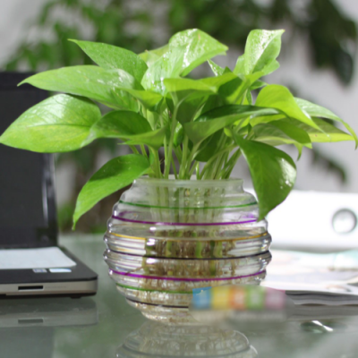 室外观赏水培植物有哪些？有哪些是水培植物图片