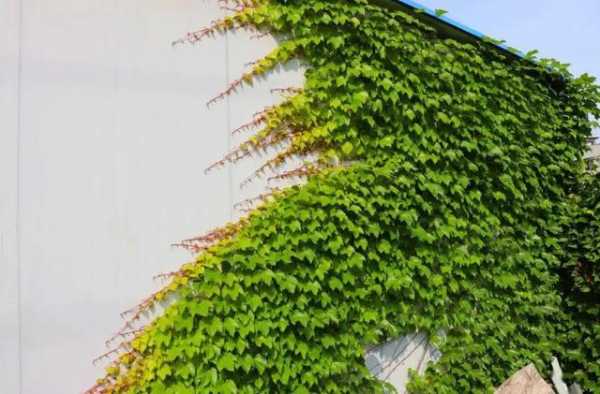 什么植物能爬满外墙？会爬的植物图片及名称