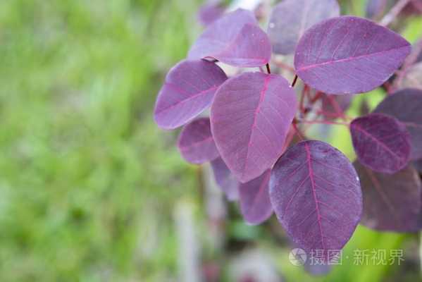 紫红色长条叶子得植物叫什么？背面紫色叶植物图片及名称