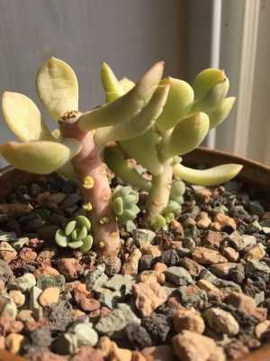 多肉正在爆侧芽适合换盆吗？多肉植物长出侧芽怎么办
