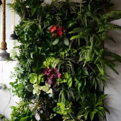 酷家乐绿植墙怎么做？什么植物种墙壁上好看