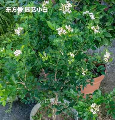 九里香秋季怎样移栽和怎样管理？秋季移栽植物应注意的问题