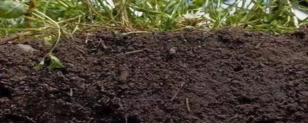 沙质土，黏质土，壤土里都分别适合什么样的植物生长？沙质土最适合什么植物生长