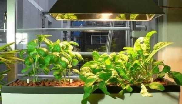 植物经得住紫外灯照射吗？有哪些植物是不喜欢阳光的-图1