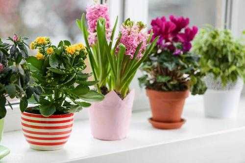 什么花放卧室可以除掉霉味？卧室摆什么花植物比较好