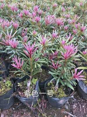 罗汉松红色成熟还是紫色成熟？紫色红色的盆栽植物图片