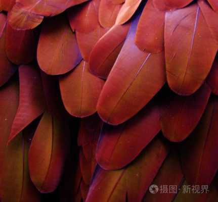 找一种植物名，叶子像孔雀的羽毛，背面是红色的，正面墨绿的，杆很细，像竹子一样？红色的像竹子的植物图片