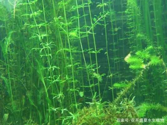 我国常见的沉水植物有哪些？净化能力强的沉水植物
