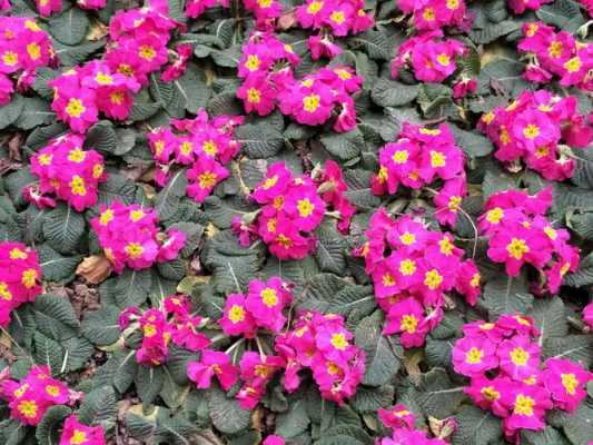 开花像喇叭粉红由淡到浓，木本藤蔓形？木本植物粉红色花图片