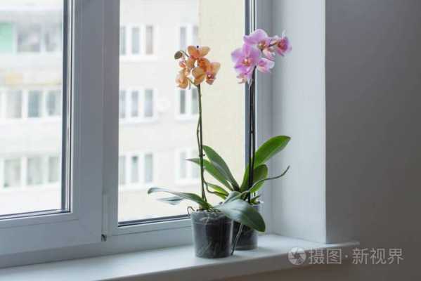 卧室窗户上可以放兰花吗（卧室窗户上可以放兰花吗图片）