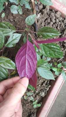 紫色和果绿色哪个更显白？叶子紫红色和绿色植物