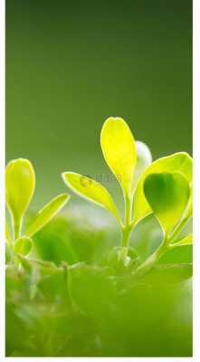 关于“绿叶”的词语有哪些？手机微信绿色植物图片大全-图3
