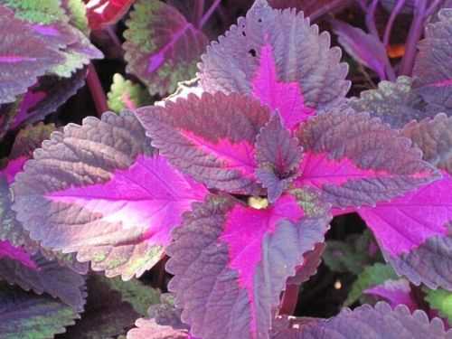 适合室外耐寒耐晒的大叶植物？黑紫色大叶植物图片大全集-图2