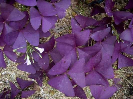 适合室外耐寒耐晒的大叶植物？黑紫色大叶植物图片大全集-图3