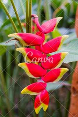 世界上最特别的花是什么花？微信热带植物花卉图片