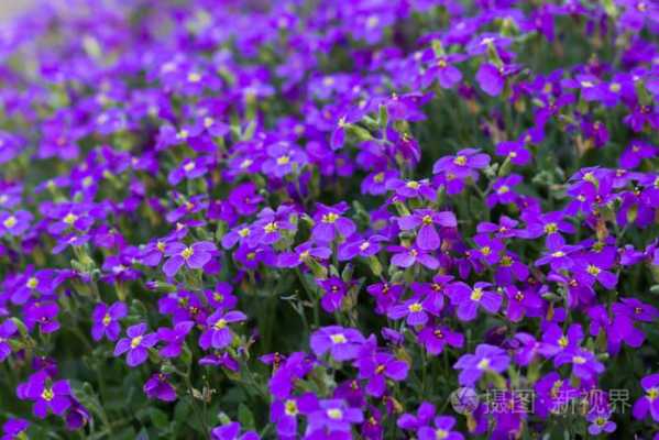 紫色草花是什么花？紫罗兰是多年生植物吗