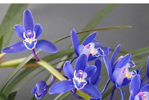 结蓝色果实的兰花是什么品种？蓝宝石一样的植物叫什么-图2